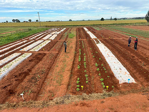 Cannabis and hemp fields