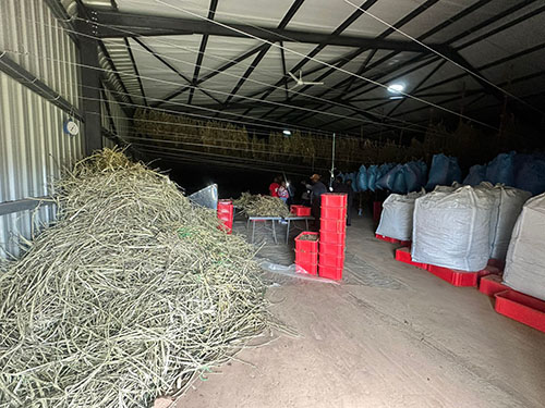 Hemp drying proces